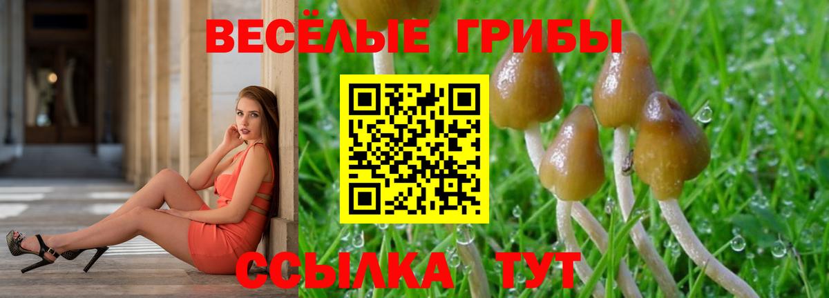 Кудрово  Псилоцибиновые грибы мицелий  Псилоцибиновые грибы Cubensis  Вход с VPN 